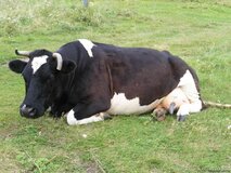 Жалоба-отзыв: Ветеринарная служба, Аким - Халатное отношение к проверке скота на Бруцеллёз.  Фото №1