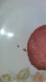 Жалоба-отзыв: ИП ЖАН Колбасы Ширин - Не качественный продукт с личинками.  Фото №3