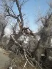 Жалоба-отзыв: Энергосети, Зеленстрой, Акимат - Повреждены деревья, провода валяются